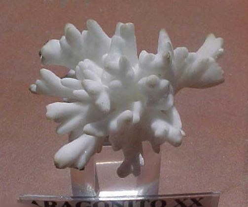 ARAGONITO coraloide sobre GALENA de Bellmunt de Priorato